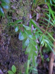 Tmesipteris lanceolata: aerial stem growing from a tree fern trunk, bearing shiny ovate leaves, and bifid sporophylls with conic or round-ended synangia confined to the proximal half.  
 Image: L.R. Perrie © Leon Perrie 2009 CC BY-NC 3.0 NZ